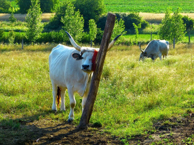 Венгерска корова