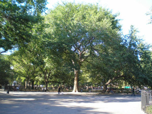 Дерево Харе Кришна в Нью-Йорке