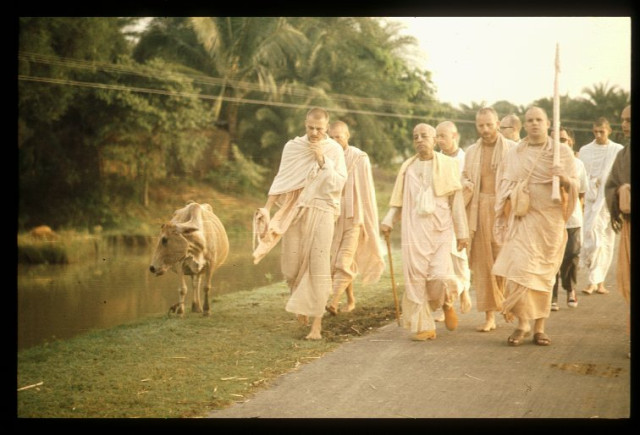 Прабхупада с учениками на прогулке в Майапуре