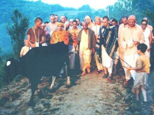 Srila Prabhupada meets Kaliya, New Vrindaban’s original cow, on the path to the New Vrindaban farmhouse, 1972