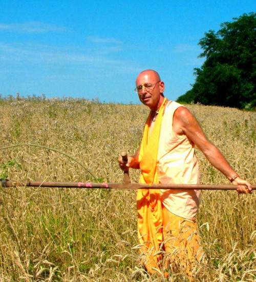 Шиварама Свами в поле на покосе