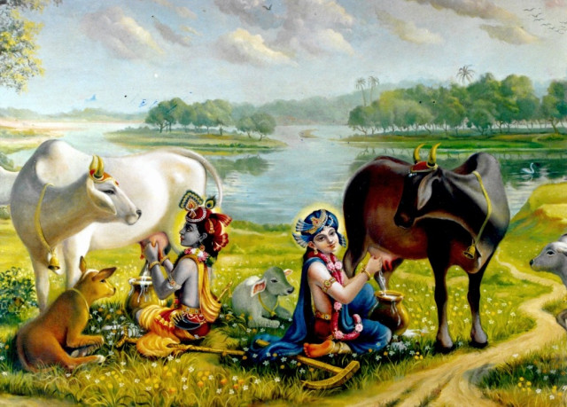 Кришна и Баларама доят коров