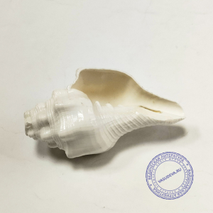 Раковина для дудения малая,12 см