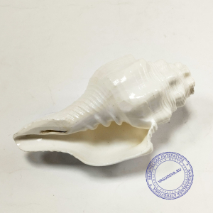 Раковина для дудения малая,12 см