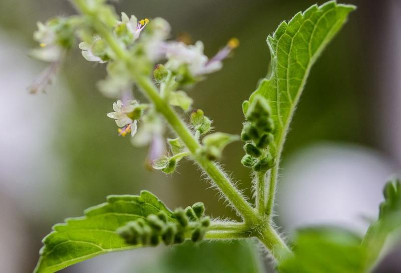 Tulsi Devi 3