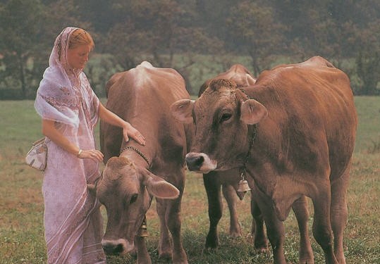 Back-To-Godhead-Hare-Krsna-Farm-in-Port-Royal